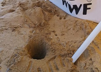 Ancora due nidi di tartaruga marina in Sicilia: salgono così a cinque le deposizioni individuate