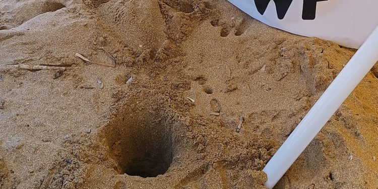 Ancora due nidi di tartaruga marina in Sicilia: salgono così a cinque le deposizioni individuate