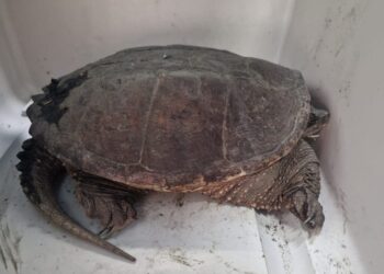 Tartarughe azzannatrici in libertà: nuovi allarmi tra Roma e Firenze