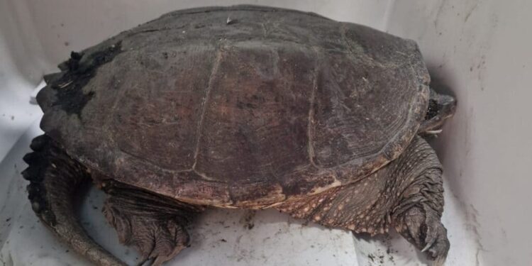 Tartarughe azzannatrici in libertà: nuovi allarmi tra Roma e Firenze