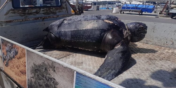 Tartaruga liuto di circa 300 kg resta impigliata ad un contrappeso subacqueo e muore al largo della Versilia