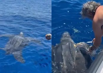 Enorme tartaruga liuto resta impigliata in un attrezzo da pesca abbandonato ma viene salvata da una barca di passaggio al largo di Lipari