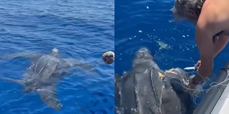 Enorme tartaruga liuto resta impigliata in un attrezzo da pesca abbandonato ma viene salvata da una barca di passaggio al largo di Lipari