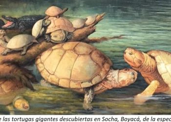 Trovati fossili della tartaruga gigante d’acqua dolce Puentemys, a quasi 500 km di distanza dalle aree dei precedenti ritrovamenti