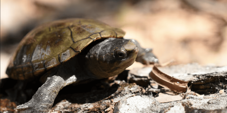 Rubate oltre 50 tartarughe del fango di Vallarta da un centro universitario sulla costa pacifica messicana