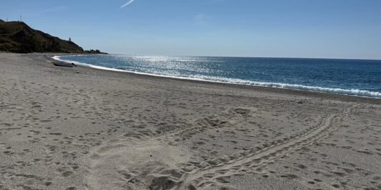 Giornata Mondiale delle Tartarughe Marine: una stagione più lenta, ma l’Italia continua ad accogliere nuove nidificazioni