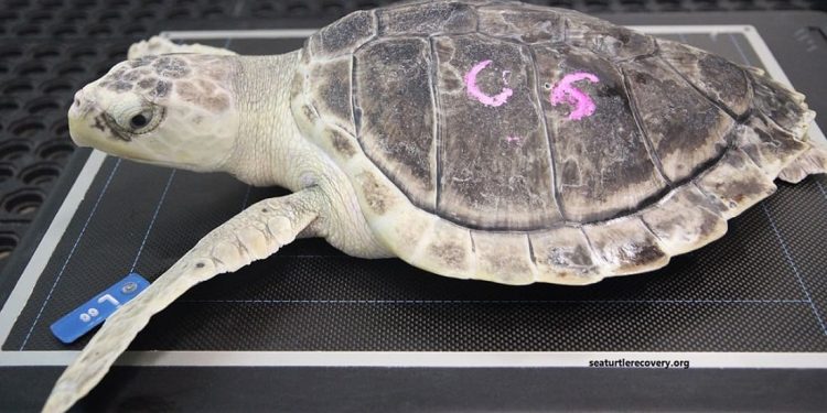 Piccola tartaruga di Kemp lotta per sopravvivere dopo che un fulmine ha colpito il Sea Turtle Recovery Hospital nel New Jersey