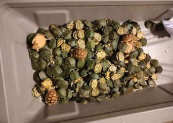 Quasi 500 tartarughe e testuggini rinvenute in India all’interno di un bagaglio giunto da oltre duemila km di distanza