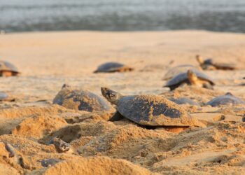 Il rumore delle imbarcazioni minaccia la vita sociale delle tartarughe giganti dell’Amazzonia
