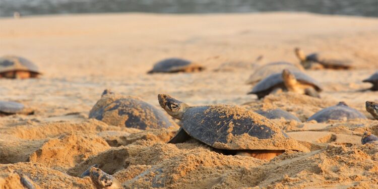 Il rumore delle imbarcazioni minaccia la vita sociale delle tartarughe giganti dell’Amazzonia