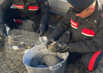 Dopo aver rubato canarini e testuggini, lanciano la gabbia contro i Carabinieri per ostacolare l’inseguimento