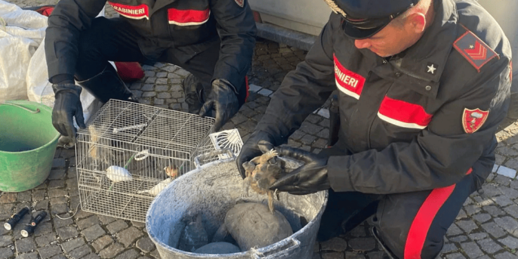 Dopo aver rubato canarini e testuggini, lanciano la gabbia contro i Carabinieri per ostacolare l’inseguimento