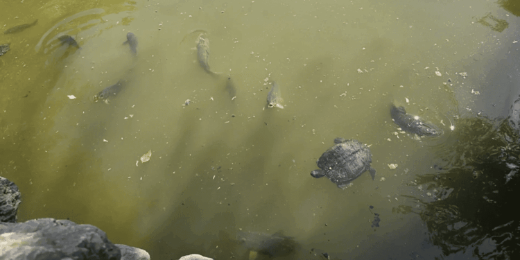 Laghetti urbani in crisi: da Pozzuoli a Teramo e Messina l’emergenza silenziosa che minaccia le tartarughe abbandonate