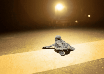 Tartarughe marine e inquinamento luminoso: nasce la prima guida per proteggere la notte delle coste italiane