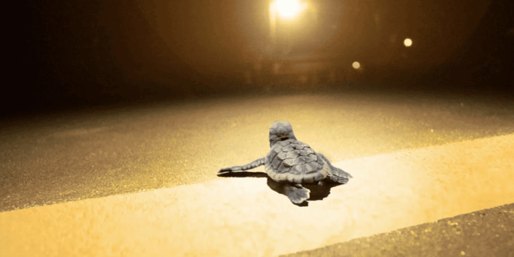 Tartarughe marine e inquinamento luminoso: nasce la prima guida per proteggere la notte delle coste italiane