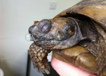 Malattie dell’apparato respiratorio dei cheloni