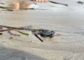 Sanremo, la mareggiata porta alla luce uova e tartarughine marine: salvati gli embrioni ancora vivi