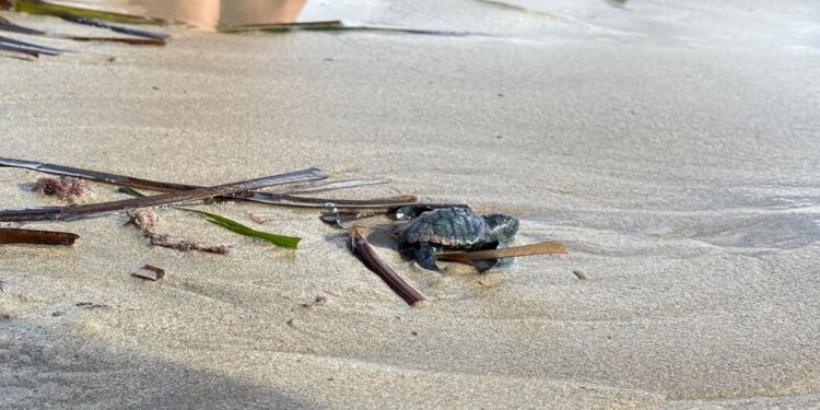 Sanremo, la mareggiata porta alla luce uova e tartarughine marine: salvati gli embrioni ancora vivi