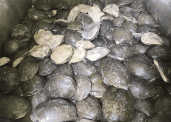 Oltre 200 tartarughe salvate dal traffico illegale in India: maxi sequestro nello stato di Odisha