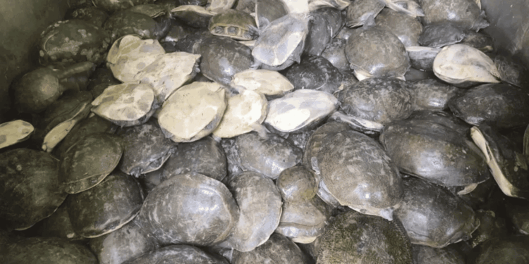 Oltre 200 tartarughe salvate dal traffico illegale in India: maxi sequestro nello stato di Odisha