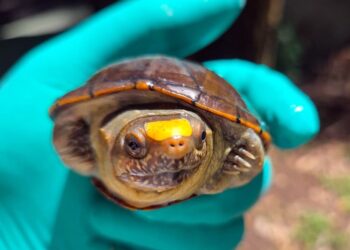Maxi sequestro di tartarughe in Messico: un colpo al cuore del ‘Far West’ del traffico illegale