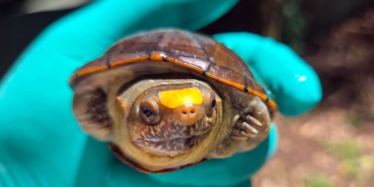 Maxi sequestro di tartarughe in Messico: un colpo al cuore del ‘Far West’ del traffico illegale