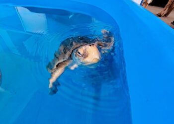 Saphira, la rarissima tartaruga di Kemp salvata in Costiera Amalfitana: torna a nutrirsi e diventa un simbolo di speranza