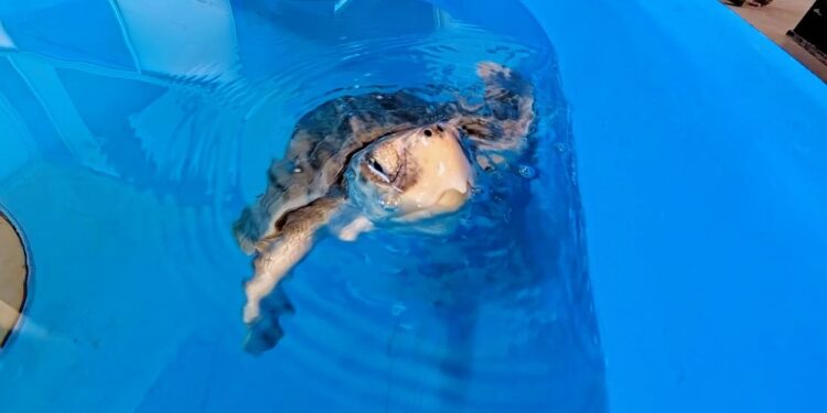 Saphira, la rarissima tartaruga di Kemp salvata in Costiera Amalfitana: torna a nutrirsi e diventa un simbolo di speranza