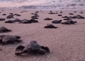 Nate oltre 1.6 milioni di tartarughe marine sulla spiaggia di Oaxaca e la stagione di nidificazione non è ancora conclusa