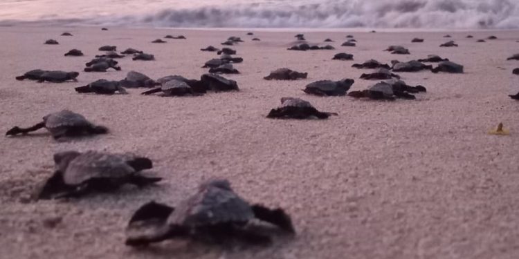 Nate oltre 1.6 milioni di tartarughe marine sulla spiaggia di Oaxaca e la stagione di nidificazione non è ancora conclusa