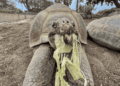 Addio a Gramma: si spegne a San Diego una delle più longeve testuggini delle Galápagos in cattività