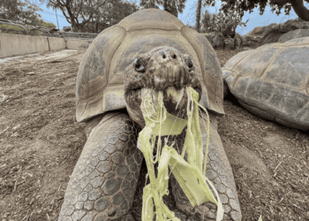 Addio a Gramma: si spegne a San Diego una delle più longeve testuggini delle Galápagos in cattività