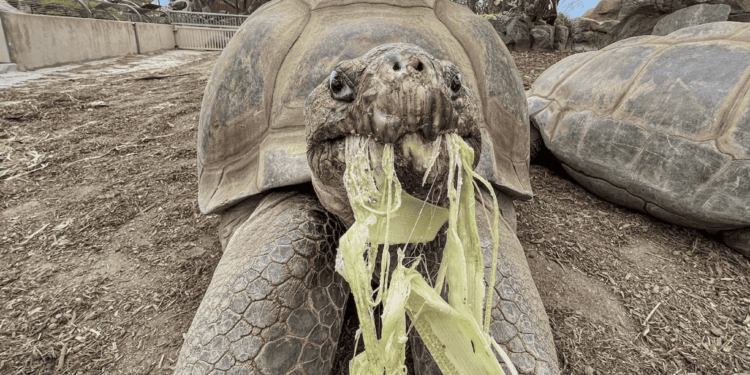 Addio a Gramma: si spegne a San Diego una delle più longeve testuggini delle Galápagos in cattività