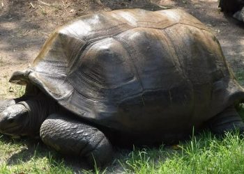 Scompare a 125 anni la testuggine gigante più anziana del parco zoologico di Hyderabad