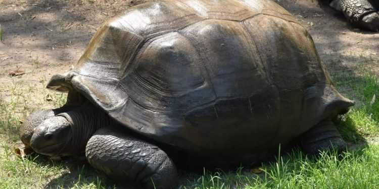 Scompare a 125 anni la testuggine gigante più anziana del parco zoologico di Hyderabad