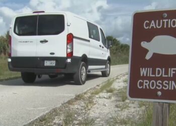 Mortalità anomala delle testuggini Gopher a Honeymoon Island: analisi preliminare e possibili implicazioni ecologiche