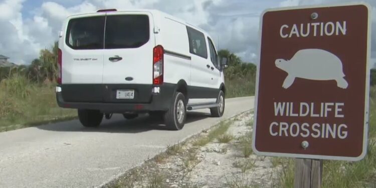 Mortalità anomala delle testuggini Gopher a Honeymoon Island: analisi preliminare e possibili implicazioni ecologiche