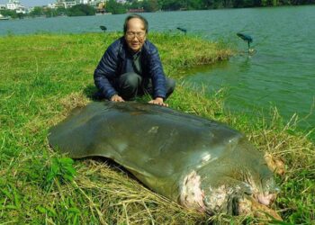 Addio a Hà Đình Đức, il “rùa học” che dedicò oltre trent’anni alla tartaruga di Hoàn Kiếm