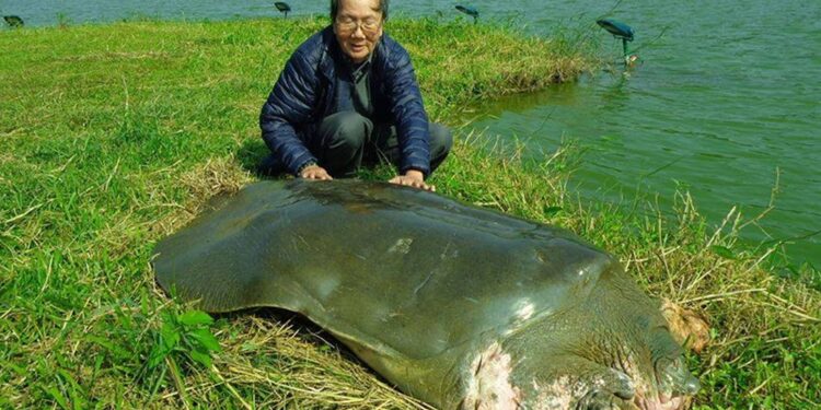 Addio a Hà Đình Đức, il “rùa học” che dedicò oltre trent’anni alla tartaruga di Hoàn Kiếm