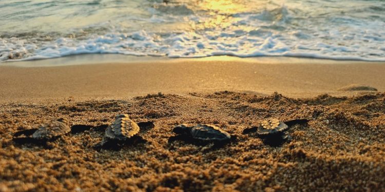 La bellezza della natura a pochi passi dalla guerra: nate decine di tartarughe da uno dei nidi del progetto pugliese “Blue Tyre”