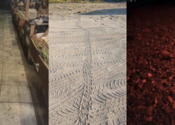 Quando la luce indica la strada sbagliata: l’inquinamento luminoso minaccia le tartarughe appena nate