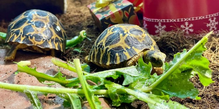 Nate tre rare testuggini raggiata al Parco Natura Viva in provincia di Verona