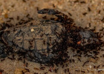 Curaçao, un intero nido di tartaruga embricata predato dalle formiche: il duro volto della natura