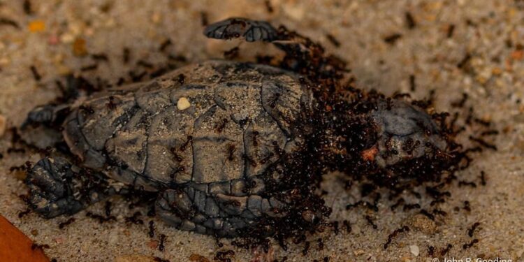 Curaçao, un intero nido di tartaruga embricata predato dalle formiche: il duro volto della natura