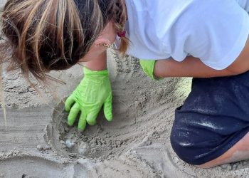 Purtroppo non ci sarà alcuna schiusa dal secondo nido della storia nelle Marche: le uova sono ammuffite