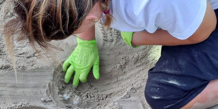 Purtroppo non ci sarà alcuna schiusa dal secondo nido della storia nelle Marche: le uova sono ammuffite