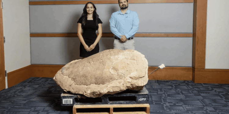 Una tartaruga liuto dall’Oligocene inferiore del Nord America e una nuova nomenclatura filogenetica per i Dermochelyidae