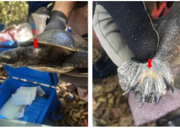 Rilevamento molecolare di nuovi herpesvirus ed adenovirus in due specie di tartarughe d’acqua dolce australiane