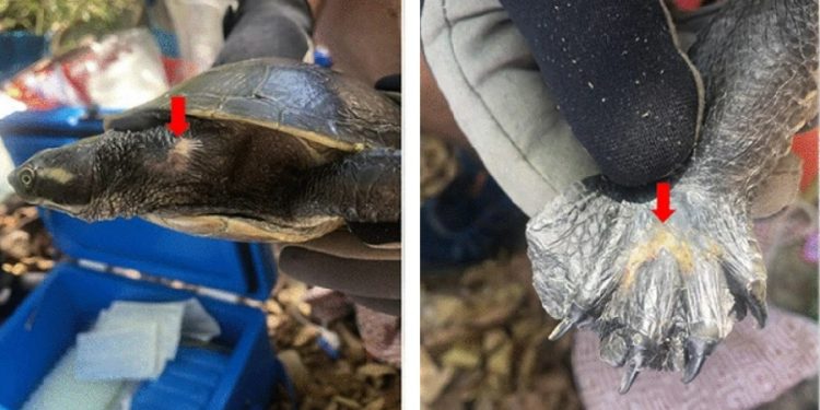 Rilevamento molecolare di nuovi herpesvirus ed adenovirus in due specie di tartarughe d’acqua dolce australiane