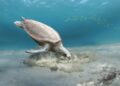 Un fossile di tartaruga marina scoperto in Libano chiarisce l’evoluzione delle squame nelle specie moderne